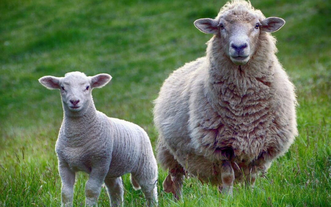 A sheep and its lamb stand together in a lush green field