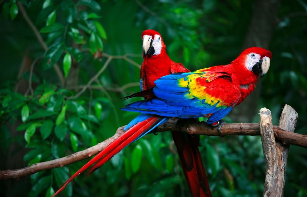 Two vibrant red and blue macaws perched gracefully on a branch