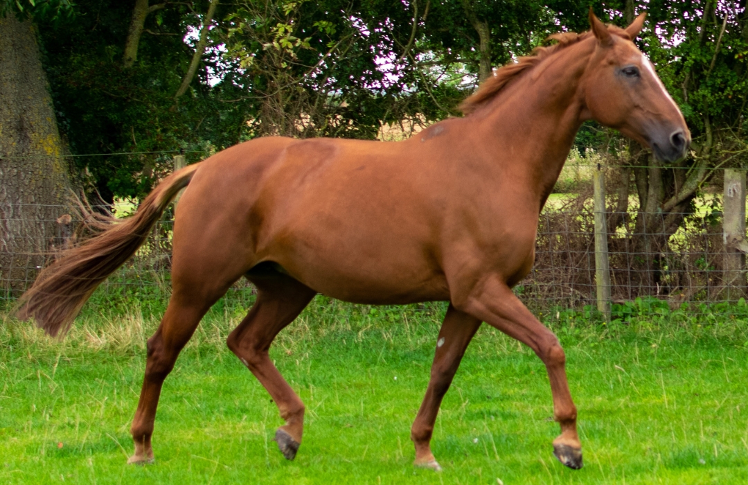 A brown horse walks gracefully through a lush green field