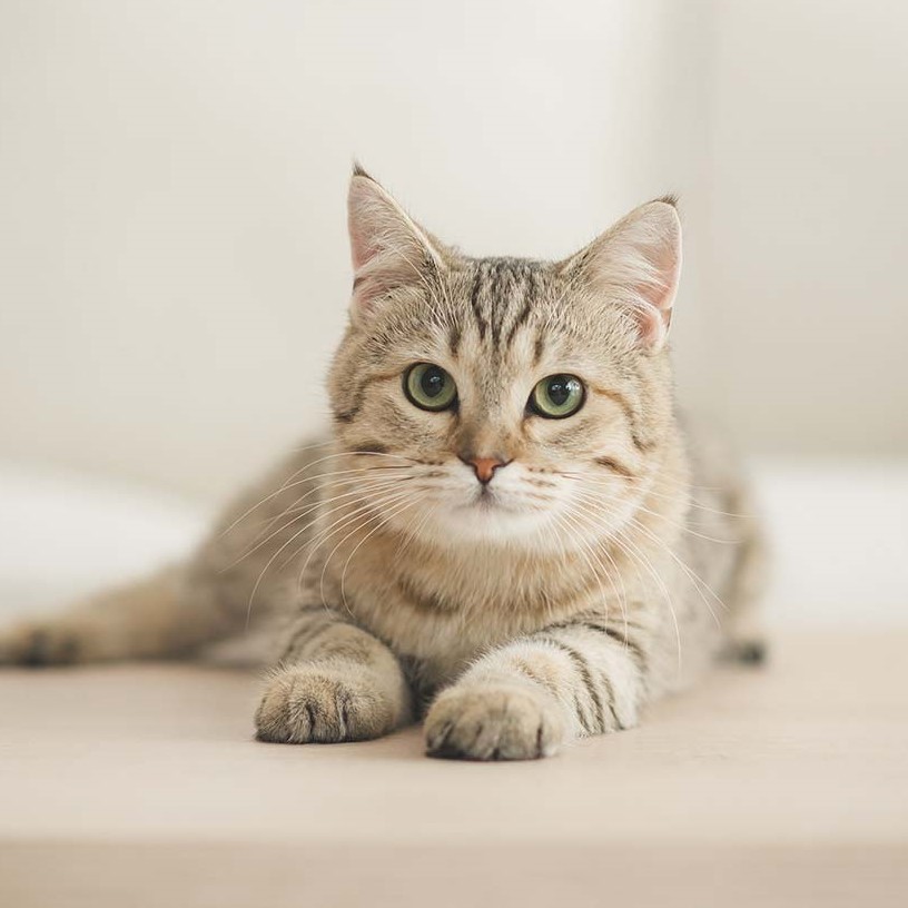 A cat sits on a table