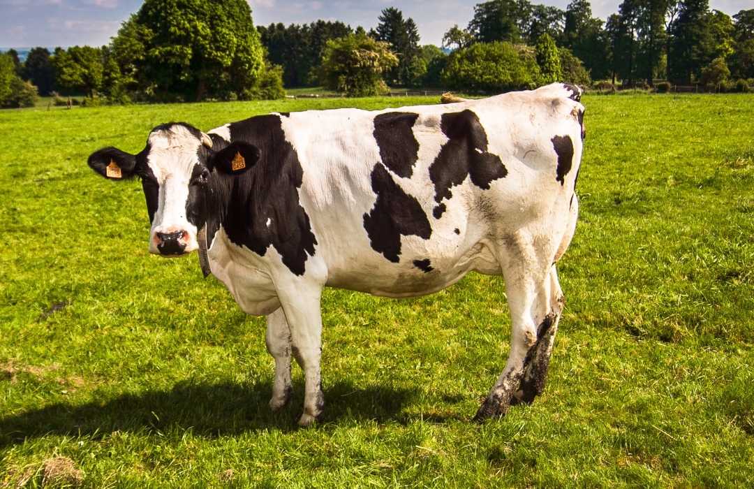 A cow stands in a lush green field