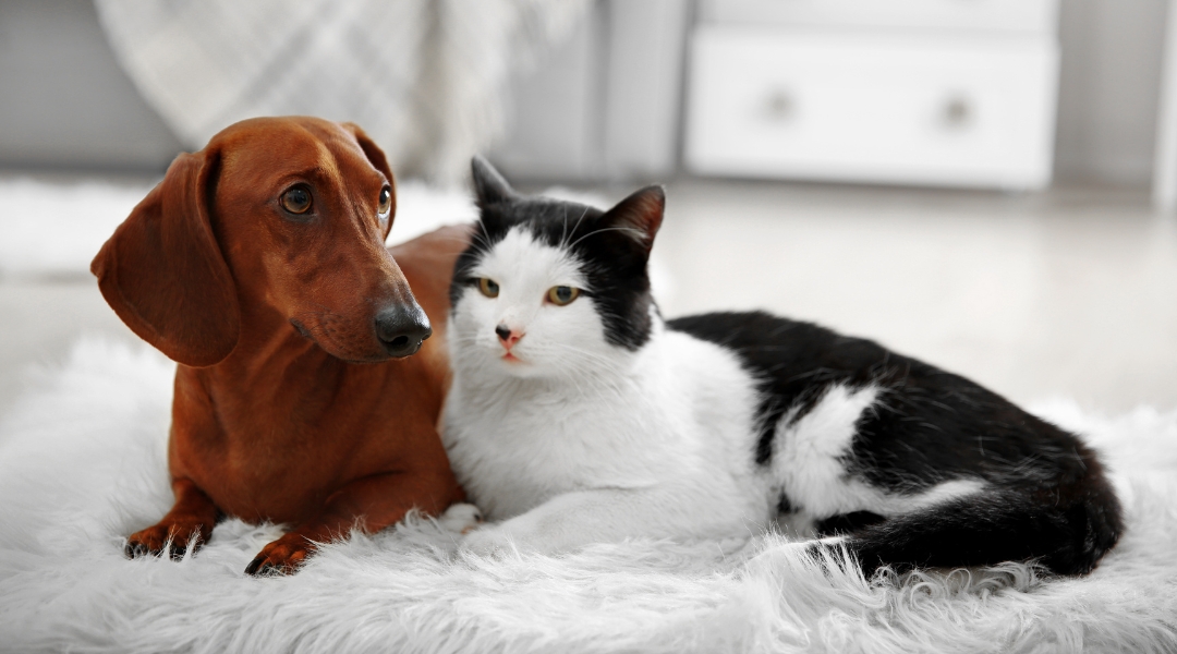 A dog and cat resting together on a soft rug