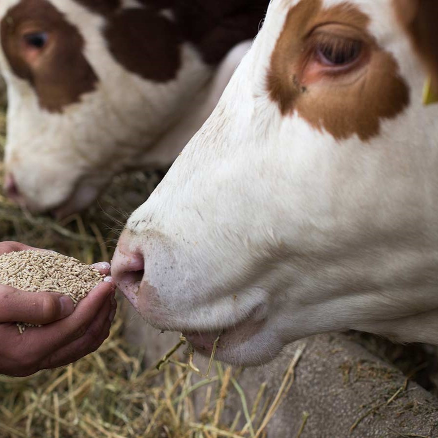 A man gently feeds a cow with grain