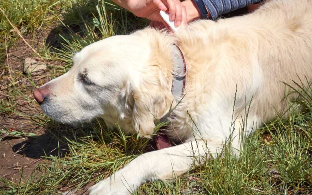 person giving dog parasite prevention medication