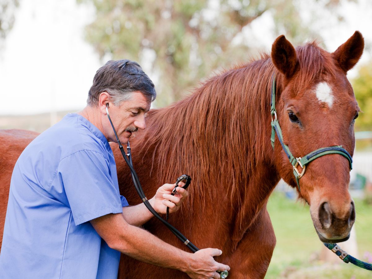 A veterinarian uses a stethoscope to examine a brown horse