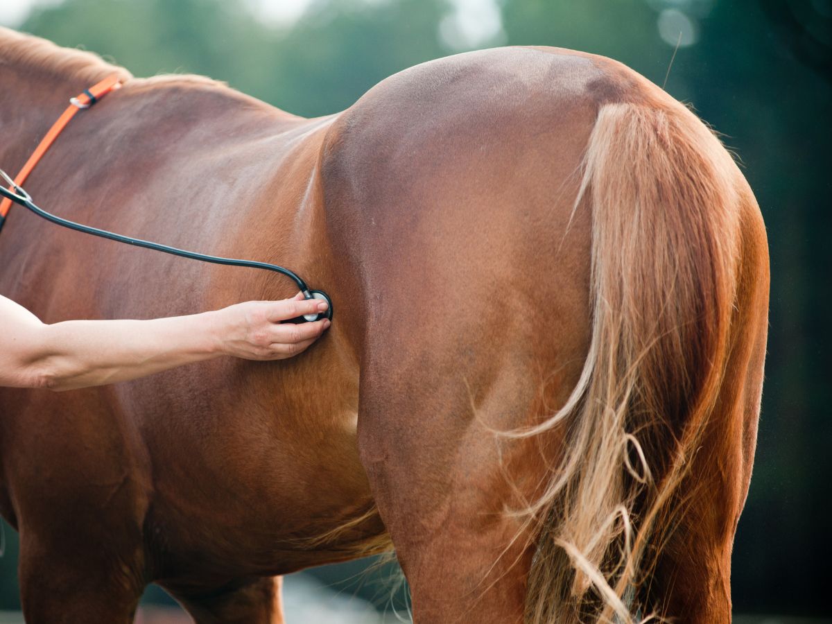 A man uses a stethoscope to examine a horse