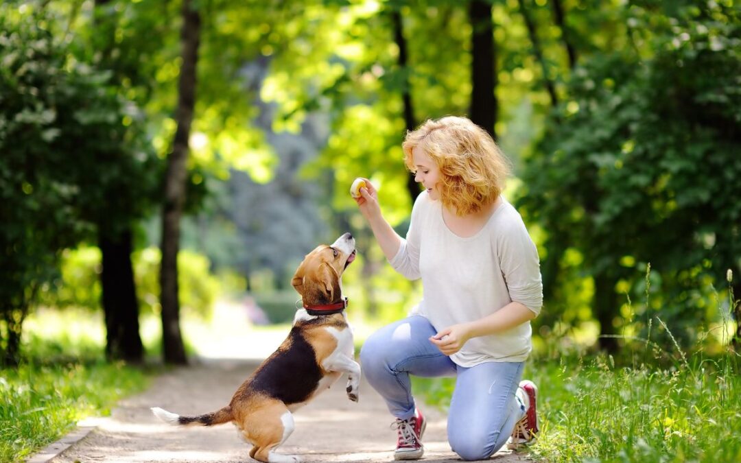 A woman is kneeling, engaging with a beagle dog