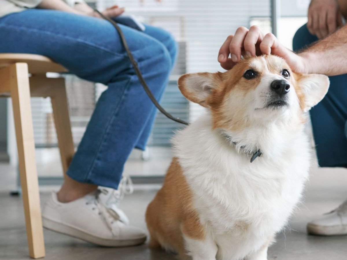 A person gently pets a dog