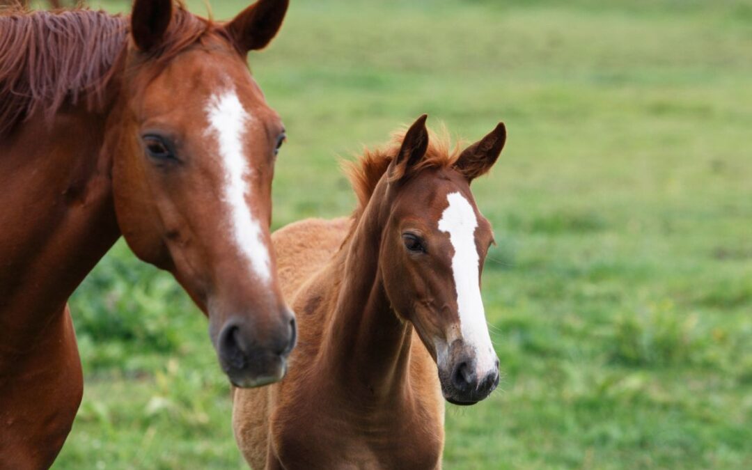 A brown horse stand together in a lush green field