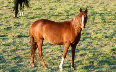 Why And How Do I Clean My Horses Sheath