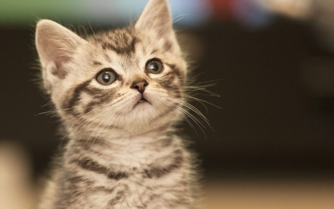 A curious small kitten looks up