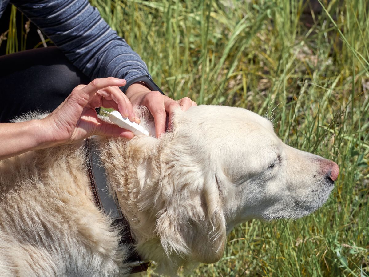 a person giving preventative medication to dog