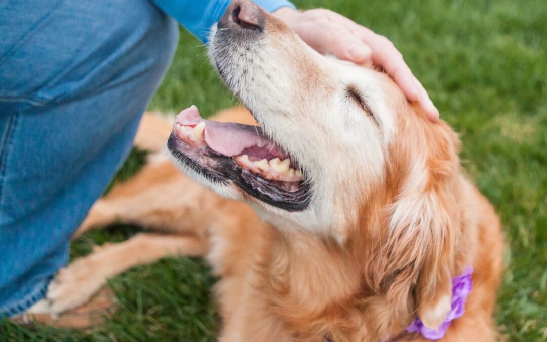 A person gently pets a dog