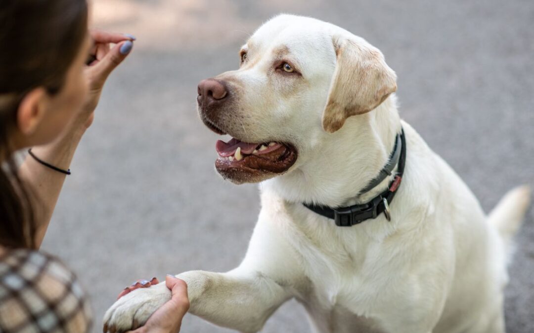 A woman gently pets a white dog