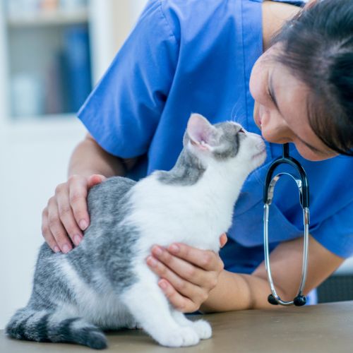 A woman in scrubs gently pets a cat