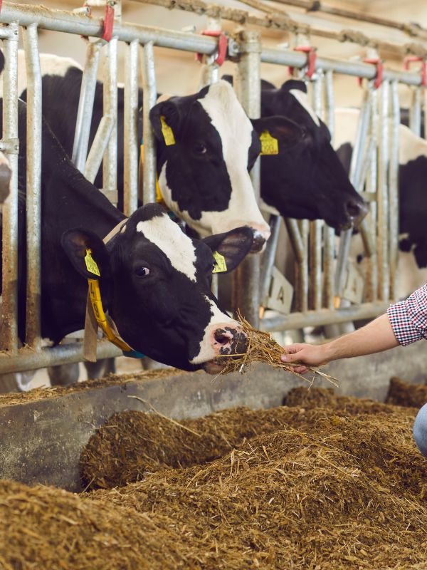 A person in a barn gently feeds cows