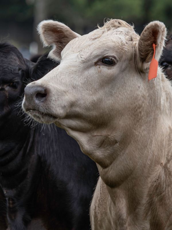 A cow with a visible ear tag