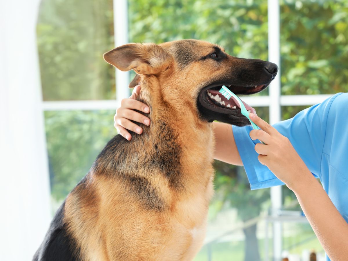 A woman gently brushes the teeth of a dog