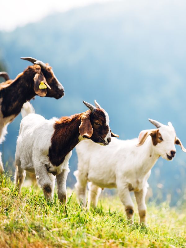 A group of goats grazing peacefully