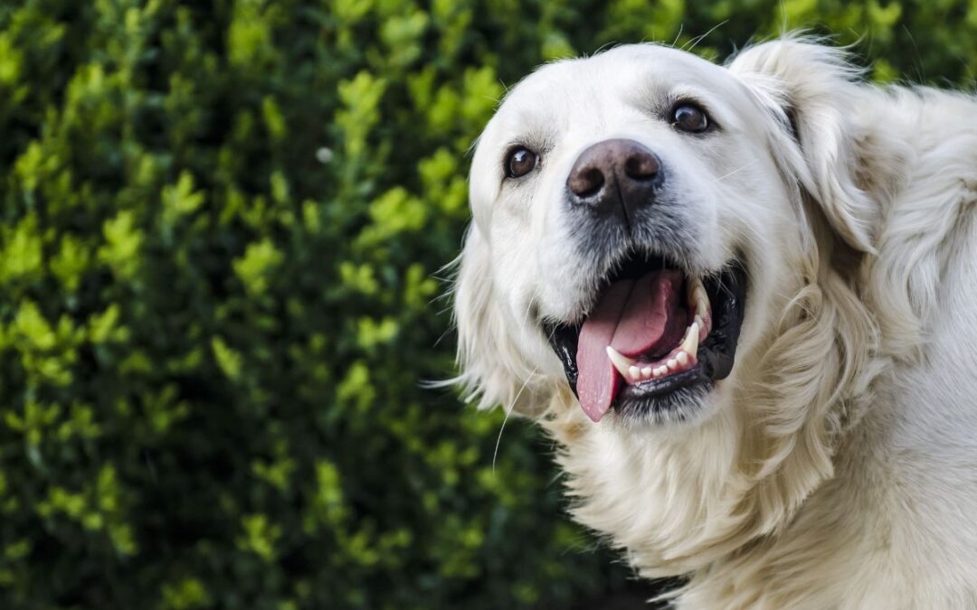 A cheerful white dog with its tongue out