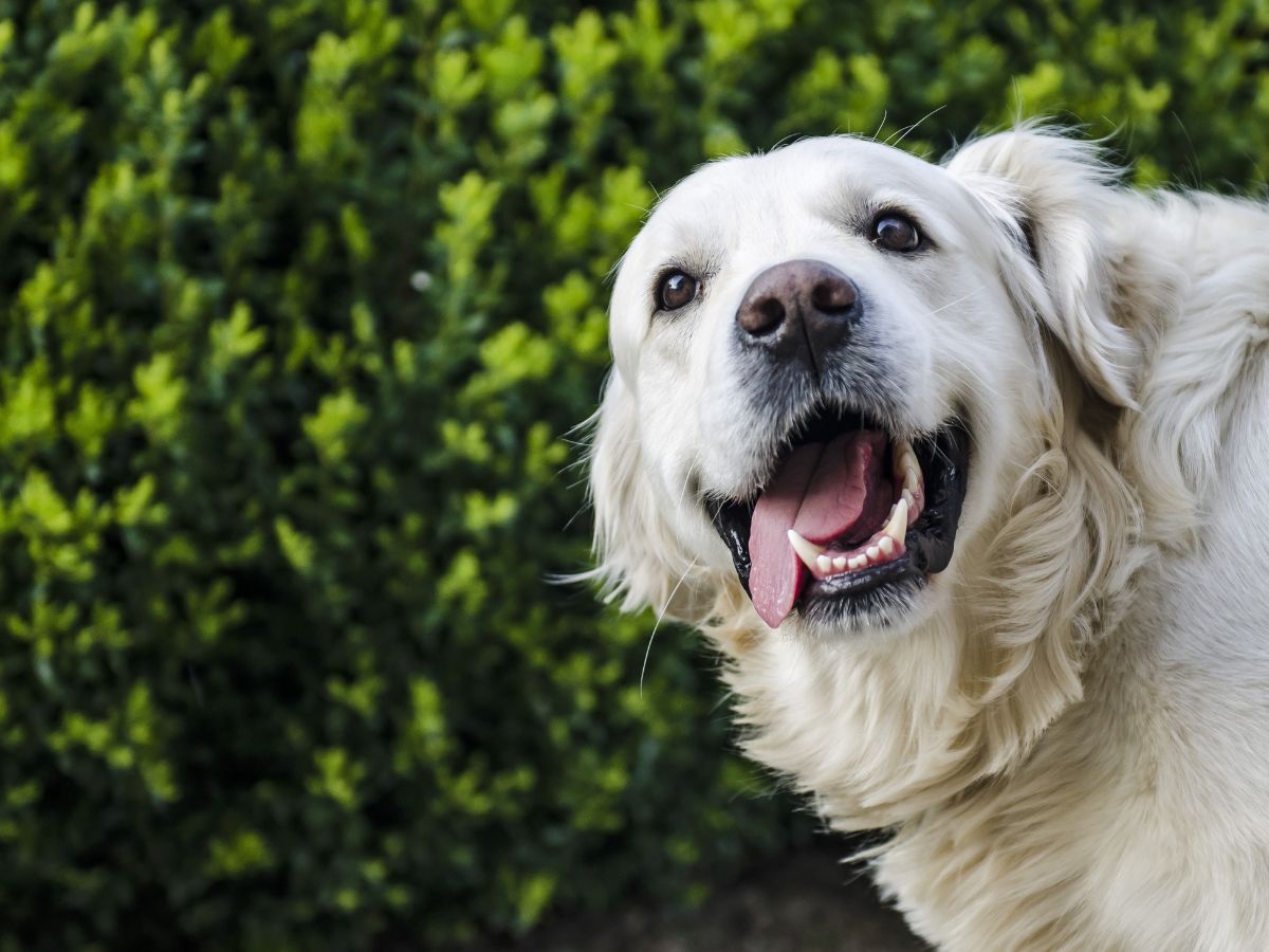 WSU Veterinary Hospital Treats 2020’s First Tick Paralysis Case ...