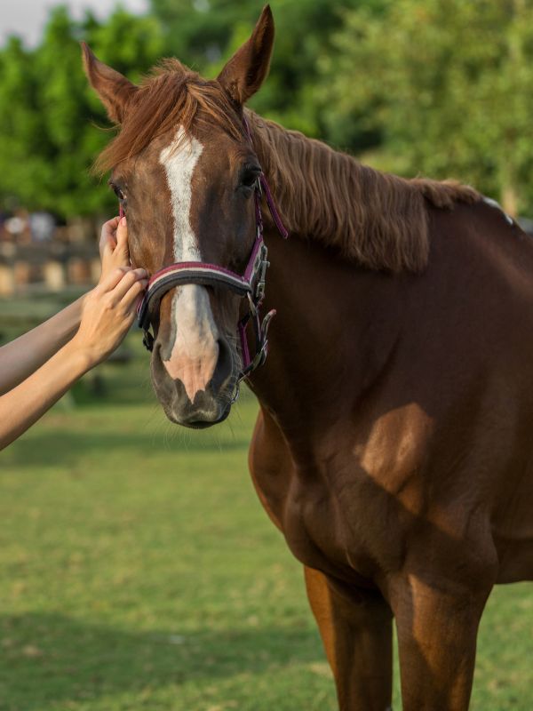 A woman gently pets a horse