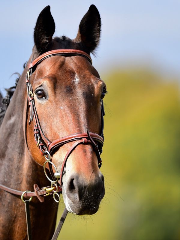 A horse wearing a bridle