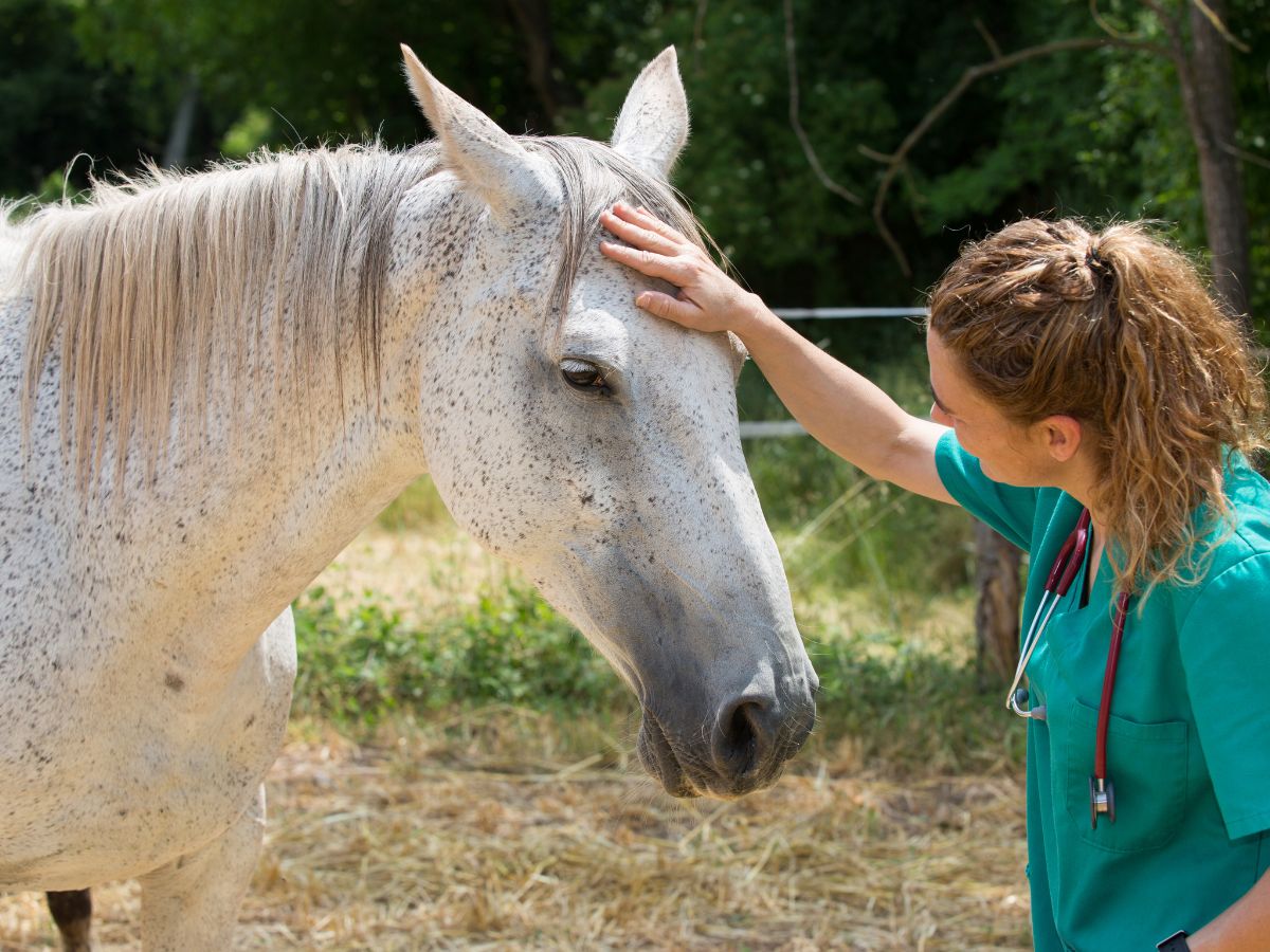 A woman gently petting a horse