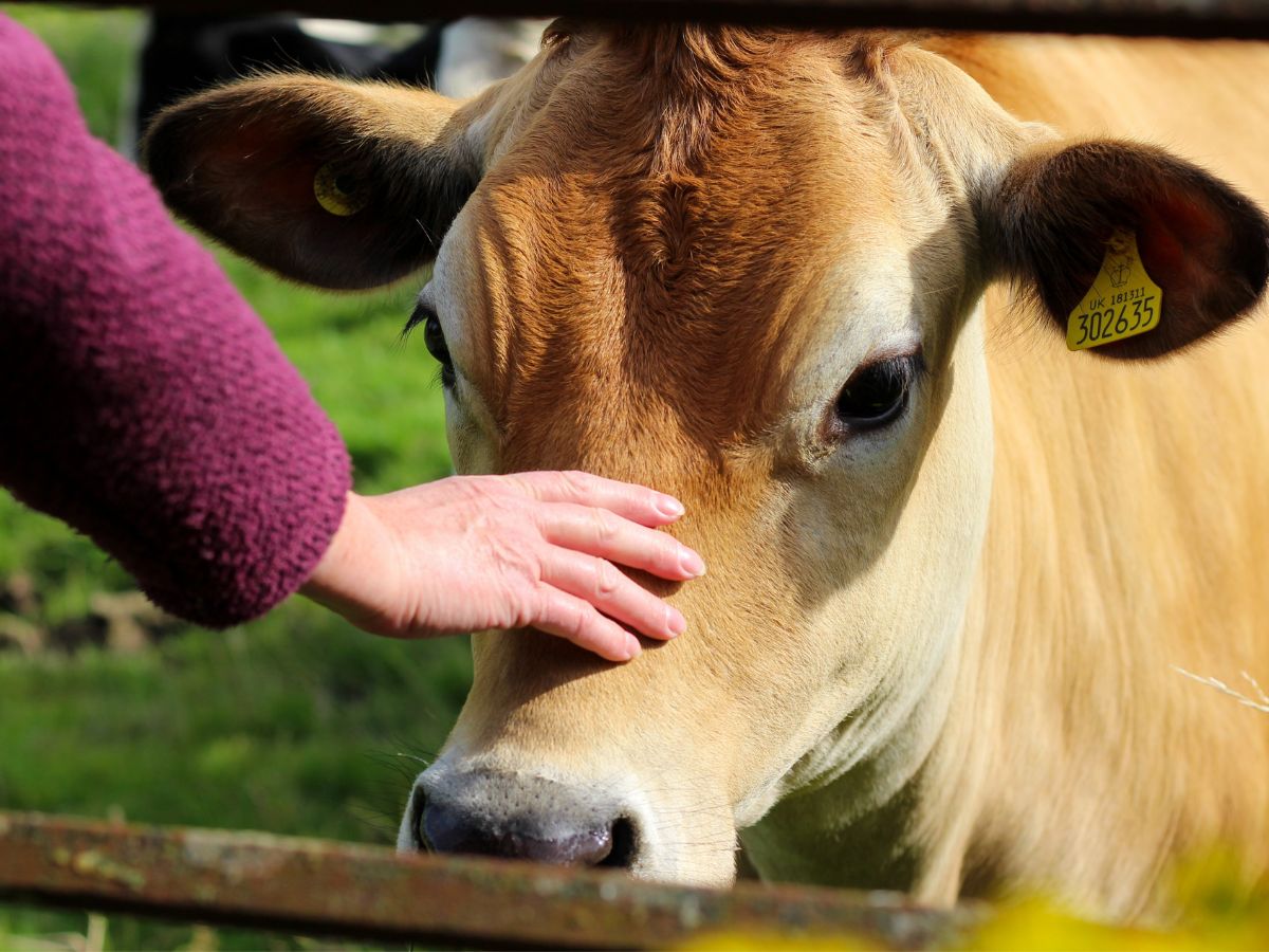 A person gently touches the forehead of a cow