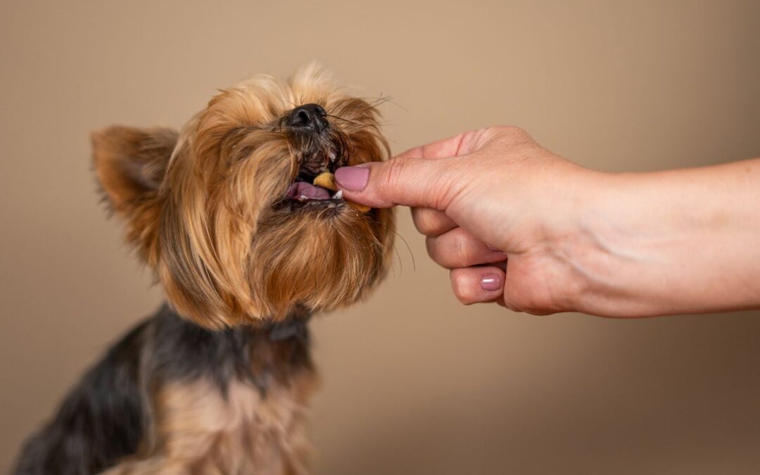 A dog enjoying a treat