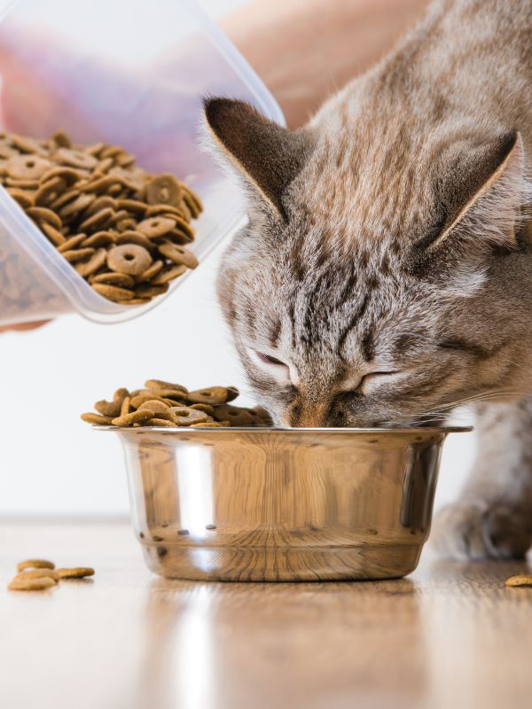 A cat happily eating from a bowl