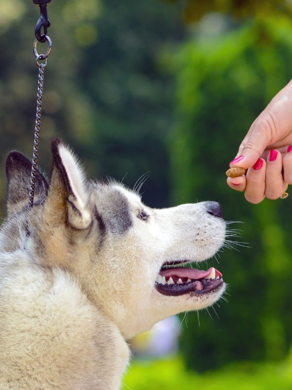 A person offers a treat to a dog