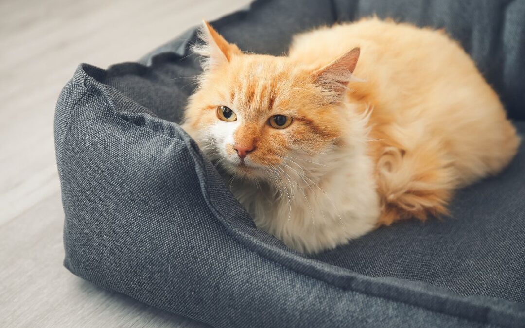 An orange cat comfortably sits in a soft gray bed