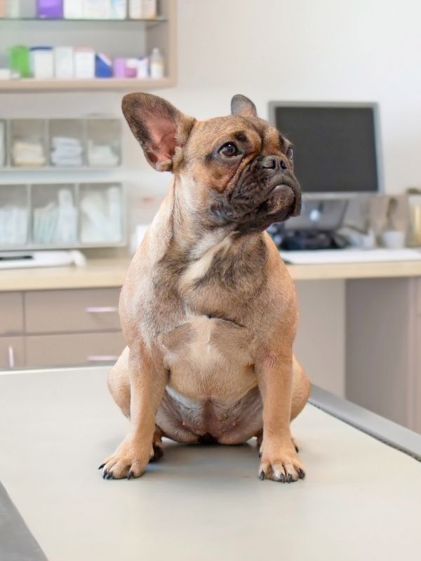 A small dog sits on a table in a veterinary office