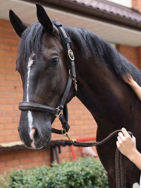 A woman gently petting a horse