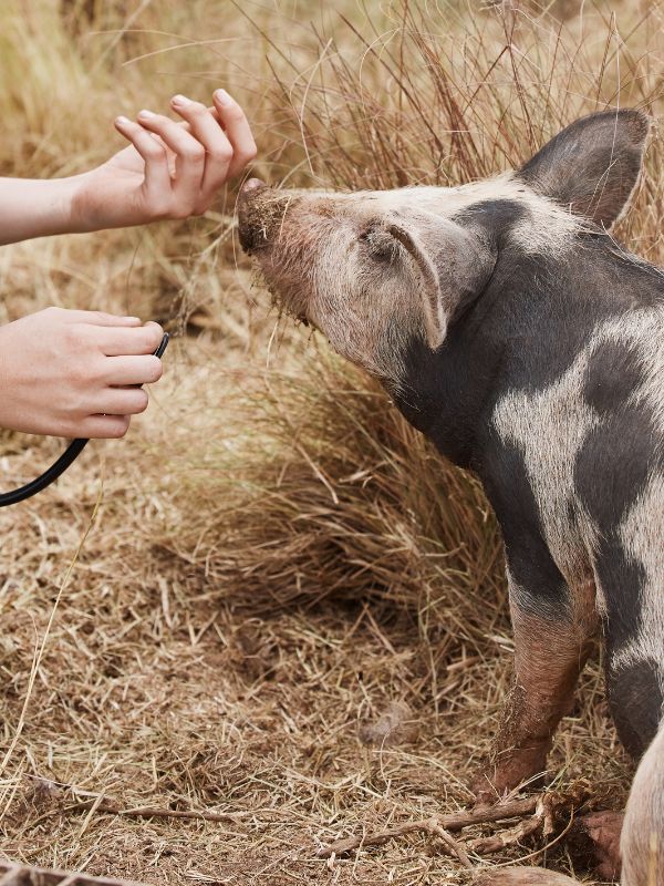 A person gently pets a pig