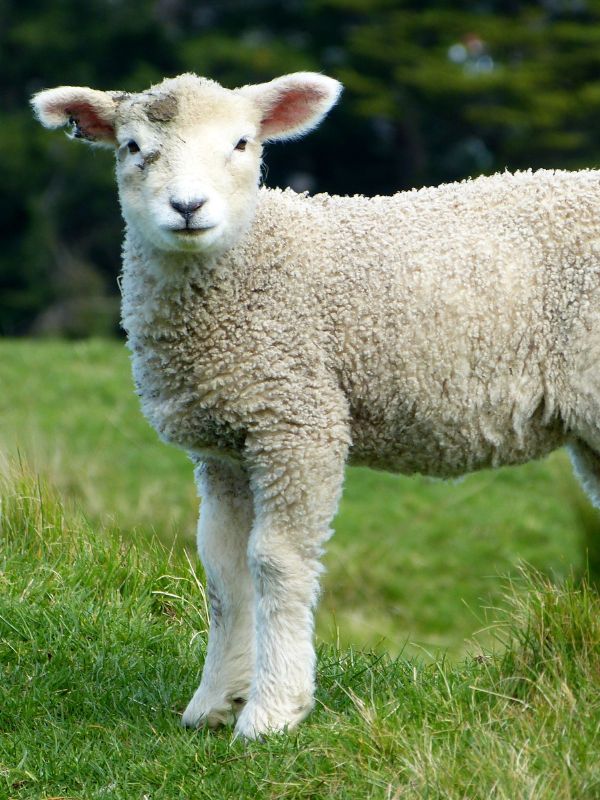 A sheep stands in a green field