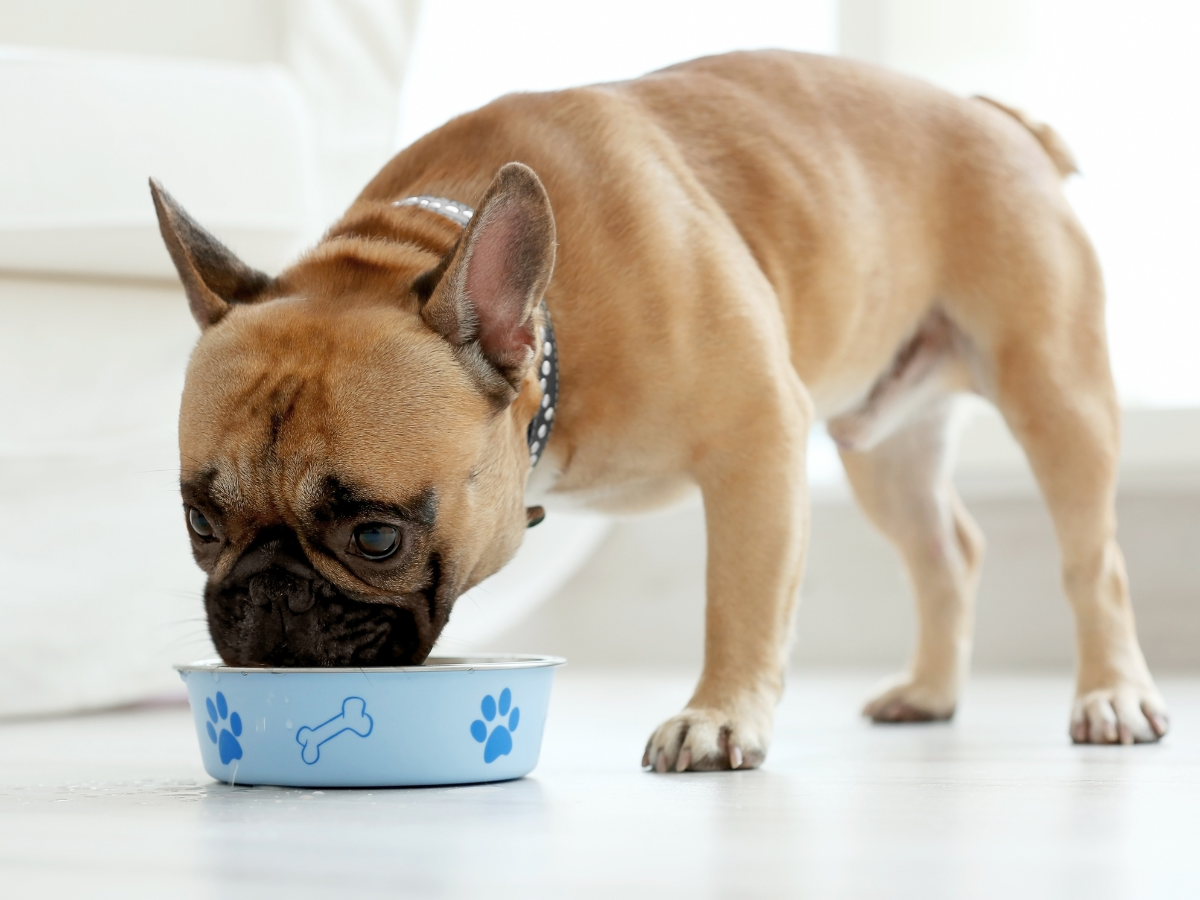 dog eating from a bowl