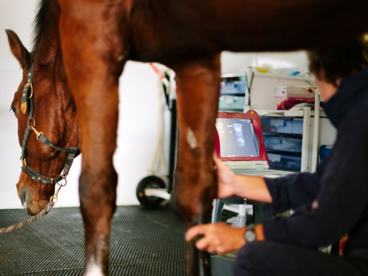 A man is doing an ultrasound of a horse