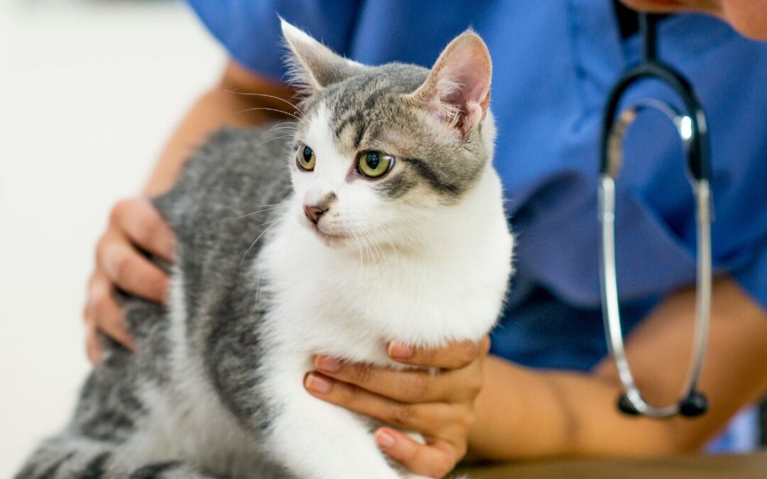 A woman in a blue shirt gently holds a cat