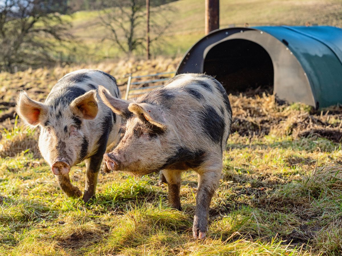 Two pigs are seen walking in front of a blue tent