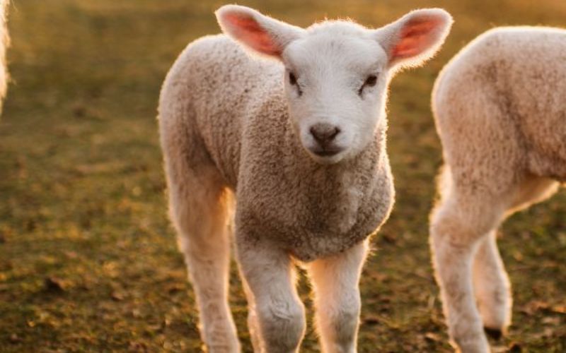 Baby sheep stands in a field during golden hour.