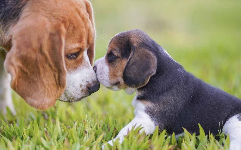 Adult Beagle touches noses with a baby Beagle