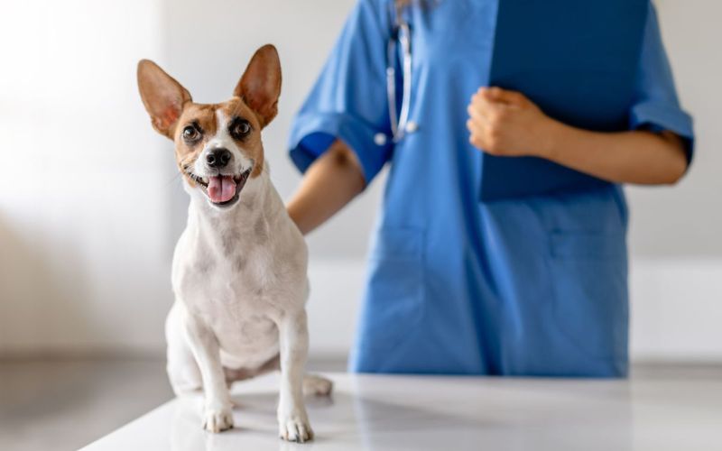 A woman in a blue coat stands beside a dog
